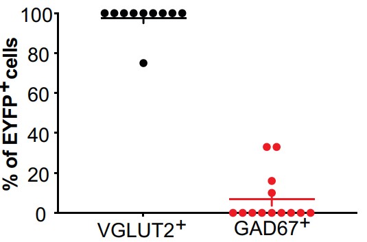 Quantification of eYFP and vGlut2 or Gad67 double-positive Fgf15 neurons.jpg